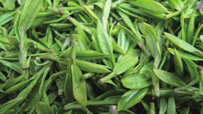 山东地理标志产品：沂水绿茶