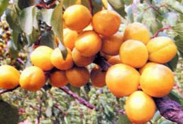 新泰珍珠油杏